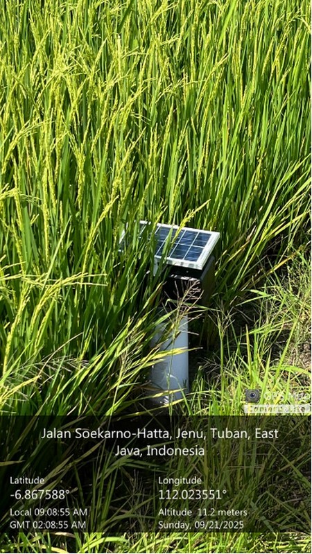 Alternate Wetting and Drying (7)