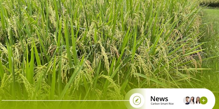 Carbon Smart Rice - From Paddy Fields to Carbon Fields