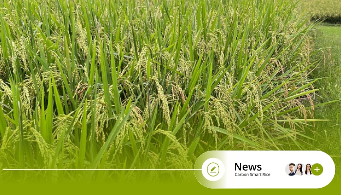 Carbon Smart Rice - From Paddy Fields to Carbon Fields