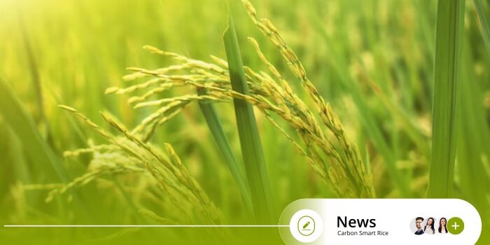 How Carbon Smart Rice Redefines Sustainability