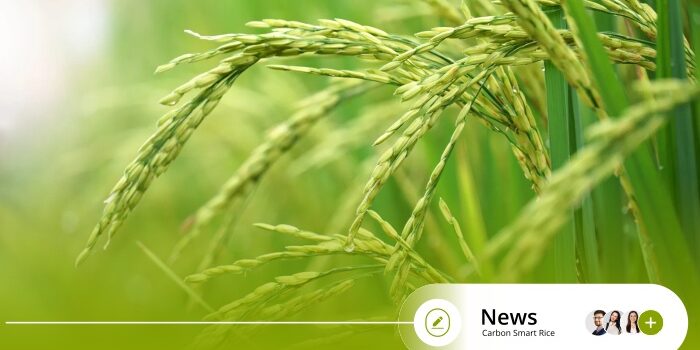 The Role of Carbon Smart Rice in Climate Action
