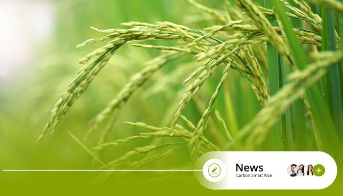 The Role of Carbon Smart Rice in Climate Action