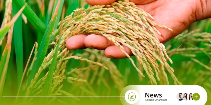 Transforming Rice Farming for a Sustainable Future