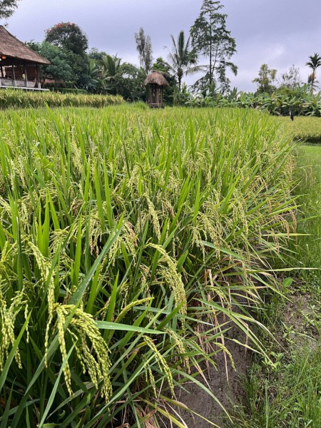 biochar (3) biochar (3)