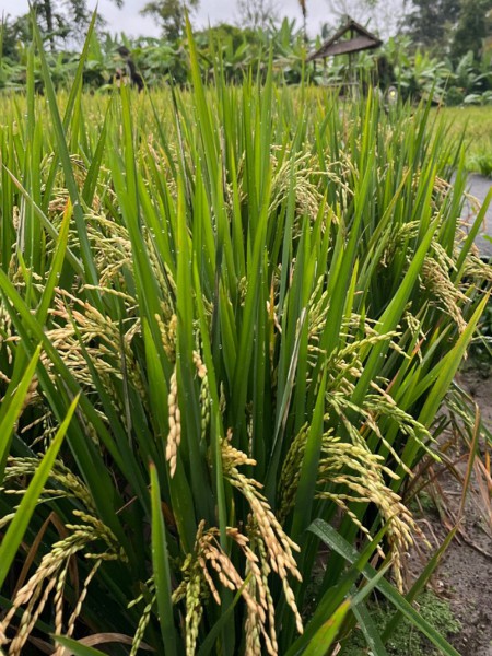 biochar (4) biochar (4)