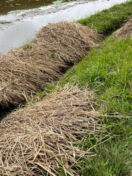 biochar (6) biochar (6)